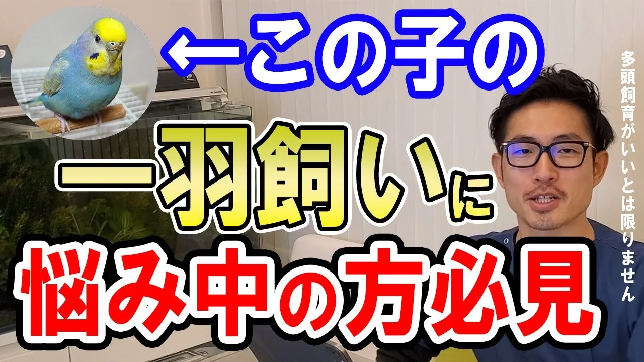 制作したYouTube動画（まさの森動物病院）